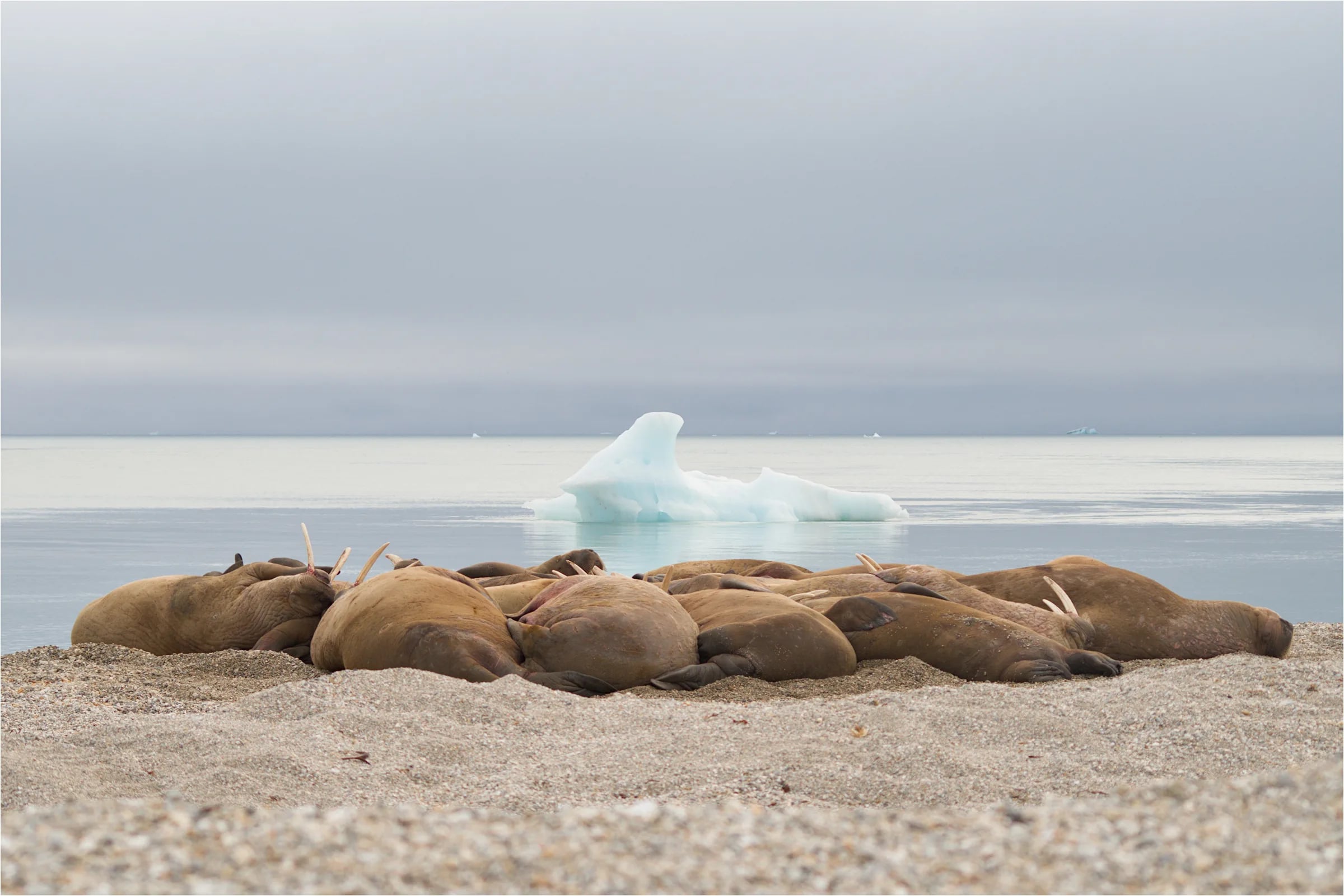 Circumnavigation of Spitsbergen – Programme - Image 3